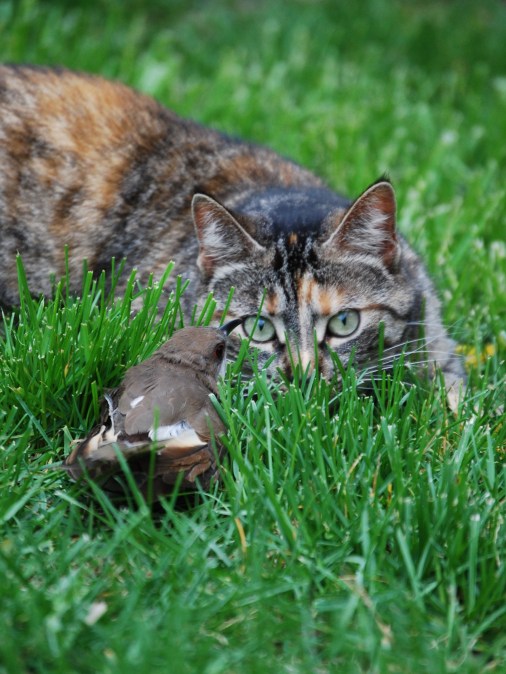"Playing with birds" May 2011, Photo by Matthew Sakiestewa Gilbert